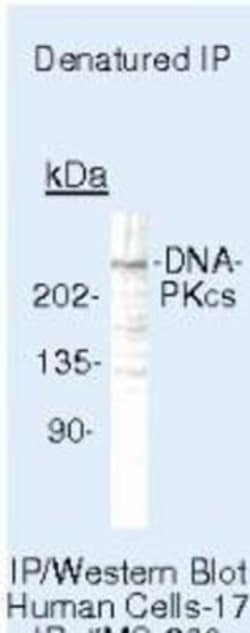 anti-Mouse DNA-PKcs, Clone: 18-2, Novus Biologicals 0.5mL; Unlabeled:Antibodies,