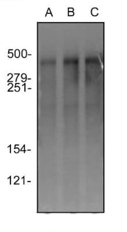 DNA-PKcs Antibody (3H6) - BSA Free, Novus Biologicals:Antibodies:Primary