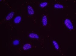 DNA-PKcs Antibody, Novus Biologicals 0.1mL; Unlabeled:Antibodies, Polyclonal