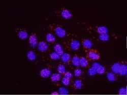 DNA-PKcs Antibody, Novus Biologicals 0.1mL; Unlabeled:Antibodies, Polyclonal