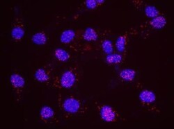 DNA-PKcs Antibody, Novus Biologicals 0.1mL; Unlabeled:Antibodies, Polyclonal