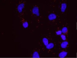 DNA-PKcs Antibody, Novus Biologicals 0.1mL; Unlabeled:Antibodies, Polyclonal