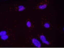 DNA-PKcs Antibody, Novus Biologicals 0.1mL; Unlabeled:Antibodies, Polyclonal