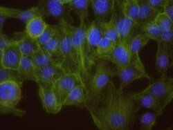 DNA-PKcs Antibody, Novus Biologicals 0.1mL; Unlabeled:Antibodies, Polyclonal