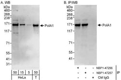 DNA polymerase alpha Antibody, Novus Biologicals 0.1mL; Unlabeled:Antikörper