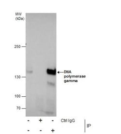 DNA Polymerase gamma Antibody, Novus Biologicals 0.1mL; Unlabeled:Antibodies,