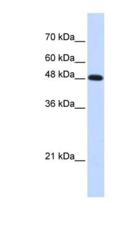 DNA polymerase mu Antibody, Novus Biologicals:Antibodies:Primary Antibodies