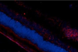 DNA/RNA Damage Antibody (15A3), Novus Biologicals 0.1mg; Unlabeled:Antibodies,