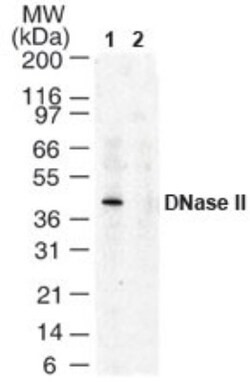 DNase II Antibody, Novus Biologicals 0.1mg; Unlabeled:Antibodies, Polyclonal
