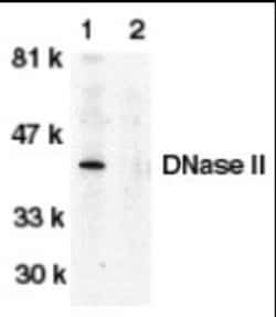 Novus Biologicals™ DNase II Antibody Blocking Peptide