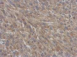 DNCIC1 Antibody, Novus Biologicals 0.1mL; Unlabeled:Antibodies, Polyclonal
