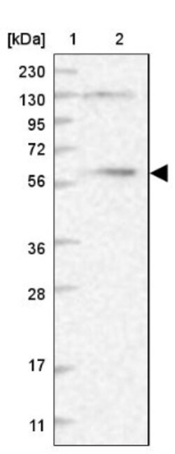 DYNC1LI1 Antibody, Novus Biologicals 0.1mL; Unlabeled:Antibodies, Polyclonal