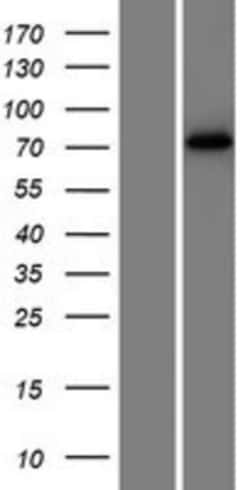 Novus Biologicals&trade;&nbsp;DNCIC1 Overexpression Lysate