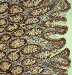 DNCIC1 Antibody (74.1), Novus Biologicals 100 ug; Unconjugated:Antibodies,