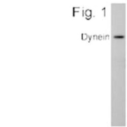 DNCIC1 Antibody (74.1), Novus Biologicals 100 ug; Unconjugated:Antibodies,