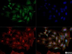 DNMT1 Antibody (60B1220.1) - BSA Free, Novus Biologicals:Antibodies:Primary
