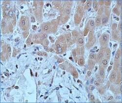 DNMT1 Antibody (60B1220.1) - BSA Free, Novus Biologicals:Antibodies:Primary