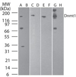 DNMT1 Antibody (60B1220.1) - BSA Free, Novus Biologicals:Antibodies:Primary