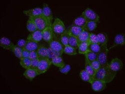 DNMT1 Antibody, Novus Biologicals 100 &mu;L | Buy Online | Novus Biologicals | Fisher Scientific