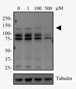 DNMT3A Antibody (64B1446) - BSA Free, Novus Biologicals:Antibodies:Primary
