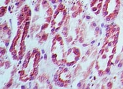 Dnmt3L Antibody, Novus Biologicals 0.025mg; Unlabeled:Antibodies, Polyclonal