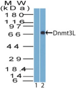 Dnmt3L Antibody, Novus Biologicals 0.025mg; Unlabeled:Antibodies, Polyclonal