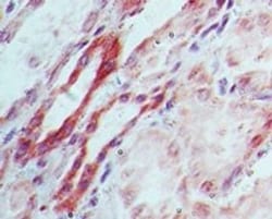 Dnmt3L Antibody, Novus Biologicals:Antibodies:Primary Antibodies