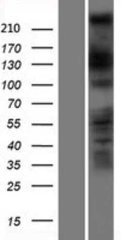 Novus Biologicals&trade;&nbsp;DOCK11 Overexpression Lysate