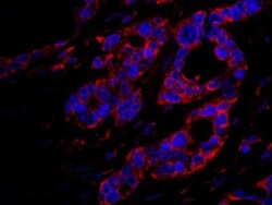 DOCK4 Antibody, Novus Biologicals 0.1mL; Unlabeled:Antibodies, Polyclonal