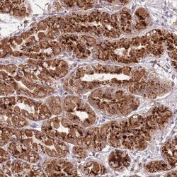 DOCK6 Antibody, Novus Biologicals:Antibodies:Primary Antibodies