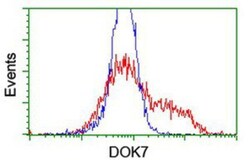 DOK7 Antibody (OTI1A9), Novus Biologicals 0.1mL; Unlabeled:Antibodies,