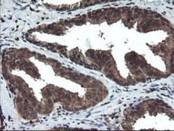DOK7 Antibody (OTI1A9), Novus Biologicals 0.1mL; Unlabeled:Antibodies,
