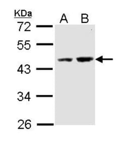 DXO Antibody, Novus Biologicals 0.1mg; Unlabeled:Antibodies, Polyclonal