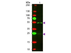 Donkey anti-Goat IgG (H+L) Secondary Antibody, Texas Red (Pre-adsorbed), Novus Biologicals™