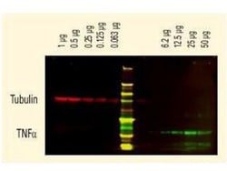 Donkey anti-Goat IgG (H+L) Secondary Antibody, DyLight 680, Novus Biologicals