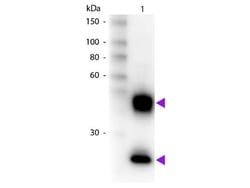 Donkey anti-Mouse IgG (H+L) Secondary Antibody, Biotin (Pre-adsorbed), Novus Biologicals™