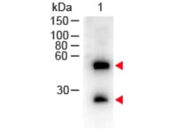 Donkey anti-Mouse IgG (H+L) Secondary Antibody, HRP, Novus Biologicals™