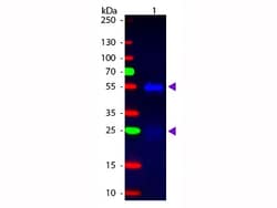 Donkey anti-Rabbit IgG (H+L) Secondary Antibody, FITC (Pre-adsorbed), Novus