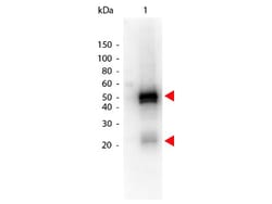 Donkey anti-Rabbit IgG (H+L) Secondary Antibody, HRP, Novus Biologicals