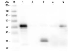 Donkey anti-Rabbit IgG Fc Secondary Antibody, Alkaline Phosphatase, Novus Biologicals™