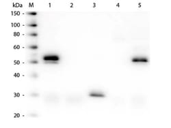 Donkey anti-Rabbit IgG (H+L) Secondary Antibody, Biotin (Pre-adsorbed),