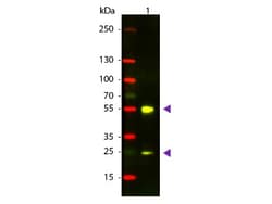Donkey anti-Sheep IgG (H+L) Secondary Antibody, Texas Red, Novus Biologicals™