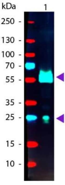 Donkey anti-Goat IgG (H+L) Secondary Antibody, PE (Pre-adsorbed), Novus
