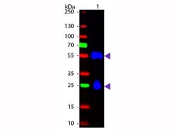 Donkey anti-Mouse IgG (H+L) Secondary Antibody, FITC, Novus Biologicals™