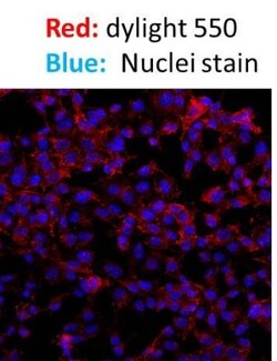 Donkey anti-Rabbit IgG (H+L) Secondary Antibody, DyLight 550 (Pre-adsorbed),