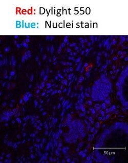 Donkey anti-Rabbit IgG (H+L) Secondary Antibody, DyLight 550 (Pre-adsorbed),