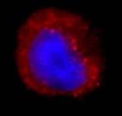 Donkey anti-Rabbit IgG (H+L) Secondary Antibody, DyLight 594 (Pre-adsorbed),