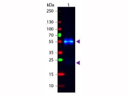 Donkey anti-Rabbit IgG (H+L) Secondary Antibody, FITC, Novus Biologicals