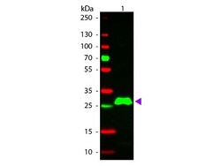 Donkey anti-Rabbit IgG Fc Secondary Antibody, Rhodamine, Novus Biologicals