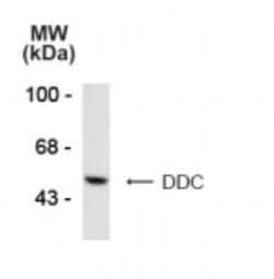 Dopa Decarboxylase/DDC Antibody, Novus Biologicals 0.1mL; Unlabeled:Antibodies,